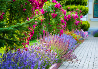 Pretty purple and pink flowers in a border alongside a pathway