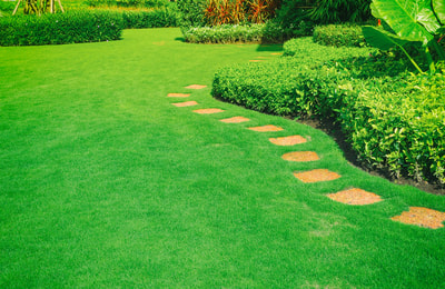 Neat green lawn with curving stepping stone concrete path and green planted borders